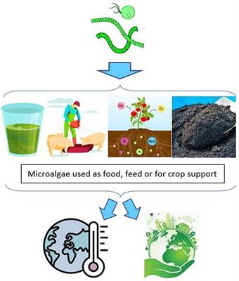 Could microalgae offer promising options for climate action via their agri-food applications?